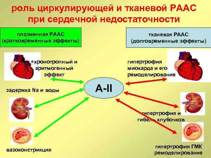 роль циркулирующей и тканевой РААС при сердечной недостаточности плазменная РААС (кратковременные эффекты) тканевая РААС