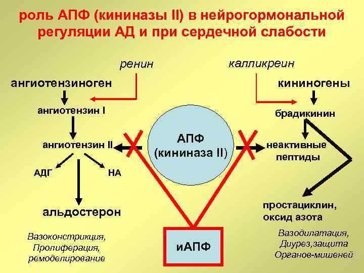 роль АПФ (кининазы II) в нейрогормональной регуляции АД и при сердечной слабости калликреин ренин