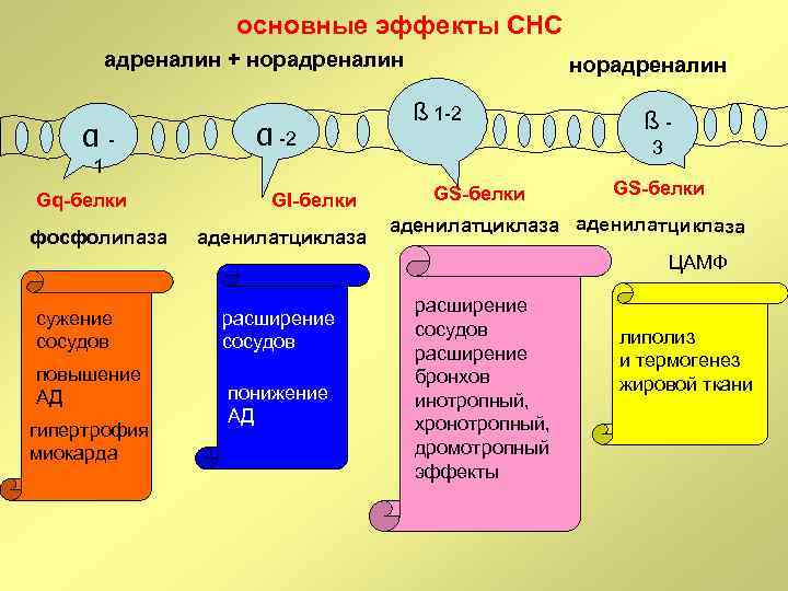 основные эффекты СНС адреналин + норадреналин α- α -2 норадреналин ß 1 -2 3