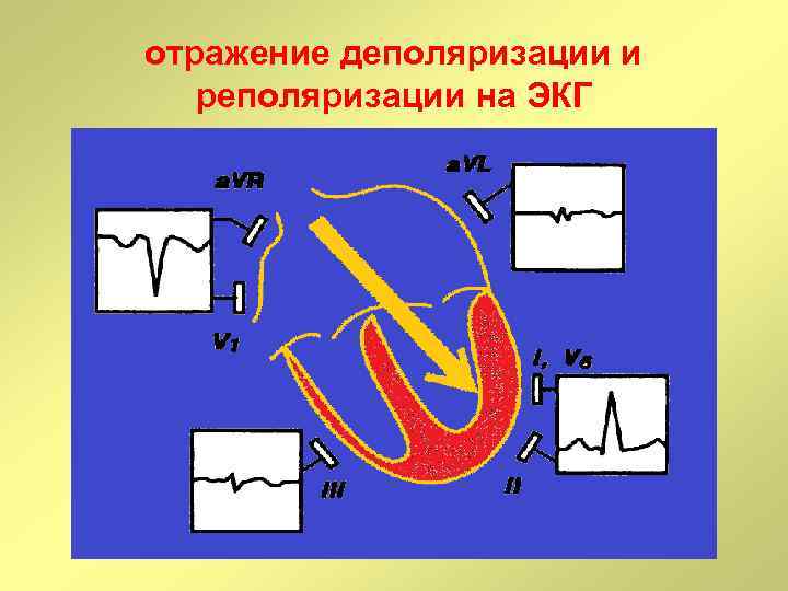 отражение деполяризации и реполяризации на ЭКГ 