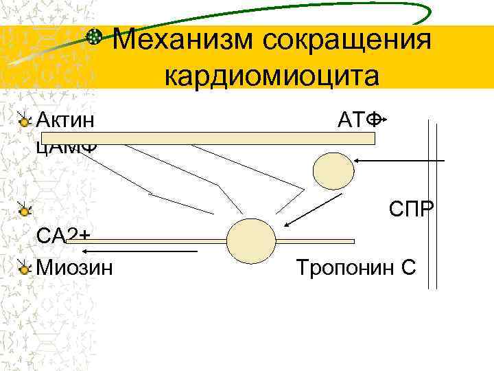 Механизм сокращения кардиомиоцита Актин ц. АМФ АТФ СПР СА 2+ Миозин Тропонин С 