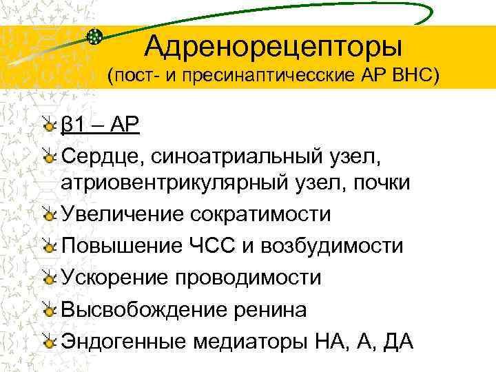 Адренорецепторы (пост- и пресинаптичесские АР ВНС) β 1 – АР Сердце, синоатриальный узел, атриовентрикулярный