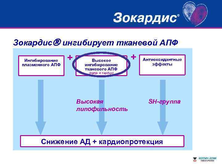 Зокардис ингибирует тканевой АПФ Ингибирование плазменного АПФ + Высокое ингибирование тканевого АПФ + Антиоксидантные