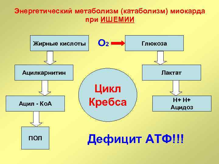 Энергетический обмен веществ