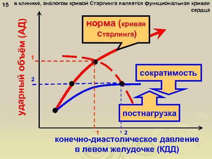 сер д е ч ный вы ём (А ударный объбро Д) с 15 в