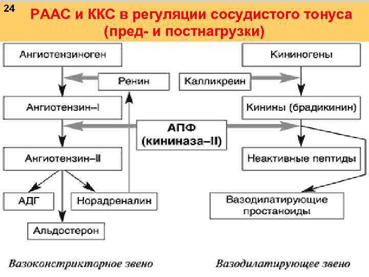 24 РААС и ККС в регуляции сосудистого тонуса (пред- и постнагрузки) 