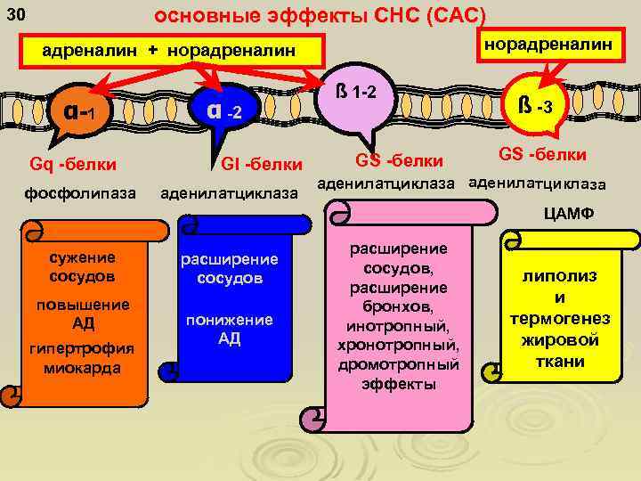 основные эффекты СНС (САС) 30 норадреналин + норадреналин α-1 Gq -белки фосфолипаза α -2