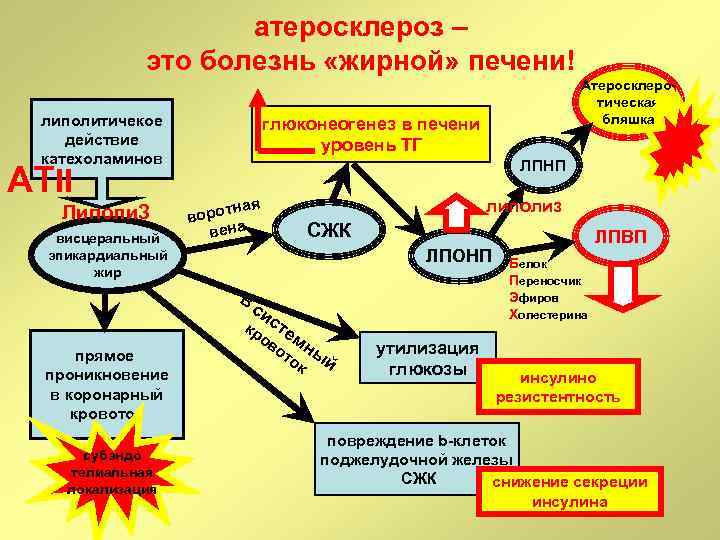 атеросклероз – это болезнь «жирной» печени! липолитичекое действие катехоламинов АТII Липоли. З висцеральный эпикардиальный