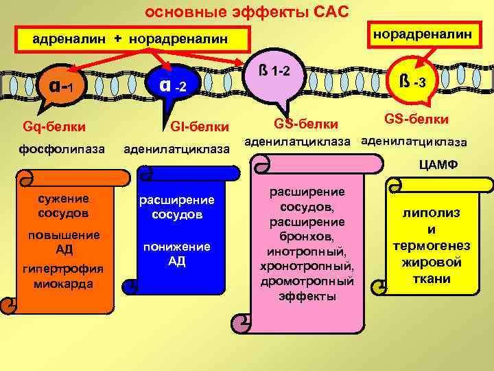 основные эффекты САС норадреналин + норадреналин α-1 Gq-белки фосфолипаза α -2 GI-белки аденилатциклаза ß