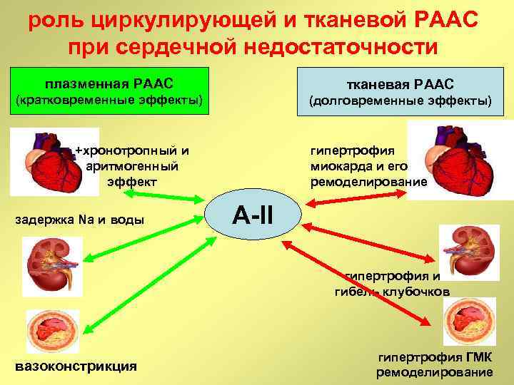 роль циркулирующей и тканевой РААС при сердечной недостаточности плазменная РААС тканевая РААС (кратковременные эффекты)