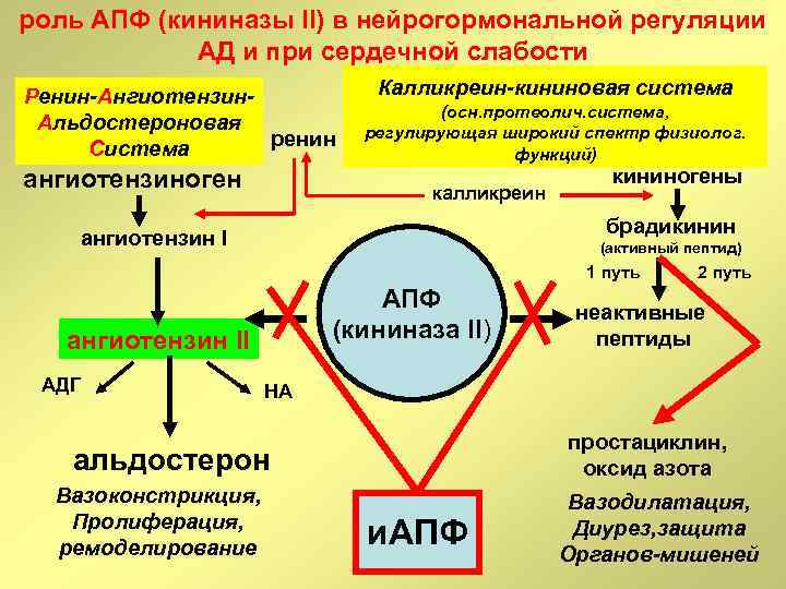 роль АПФ (кининазы II) в нейрогормональной регуляции АД и при сердечной слабости Ренин-Ангиотензин. Альдостероновая