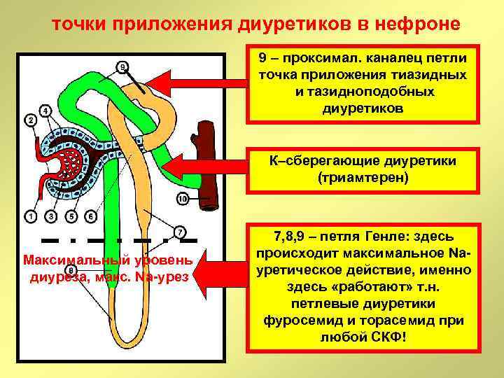 Точки приложения диуретиков схема