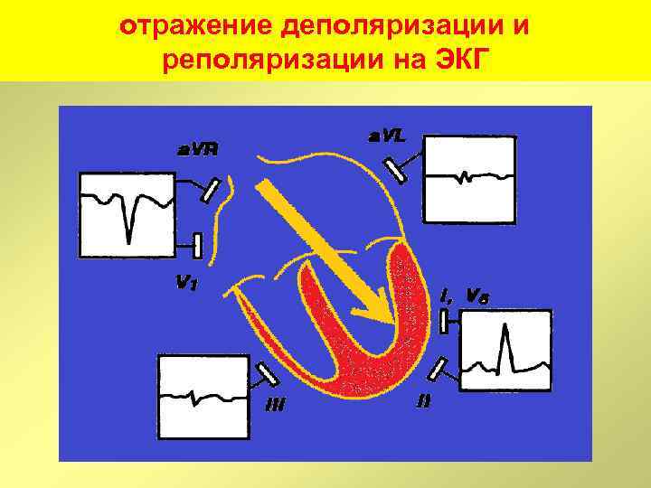 отражение деполяризации и реполяризации на ЭКГ 