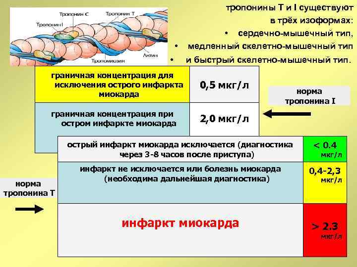 тропонины Т и I существуют в трёх изоформах: • сердечно-мышечный тип, медленный скелетно-мышечный тип