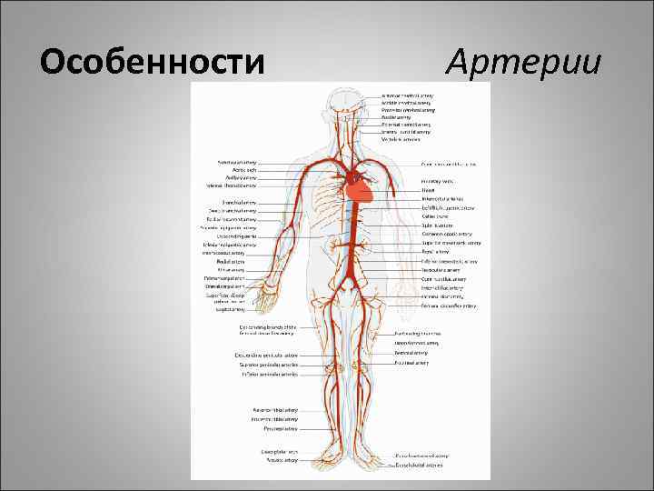 Особенности Артерии 