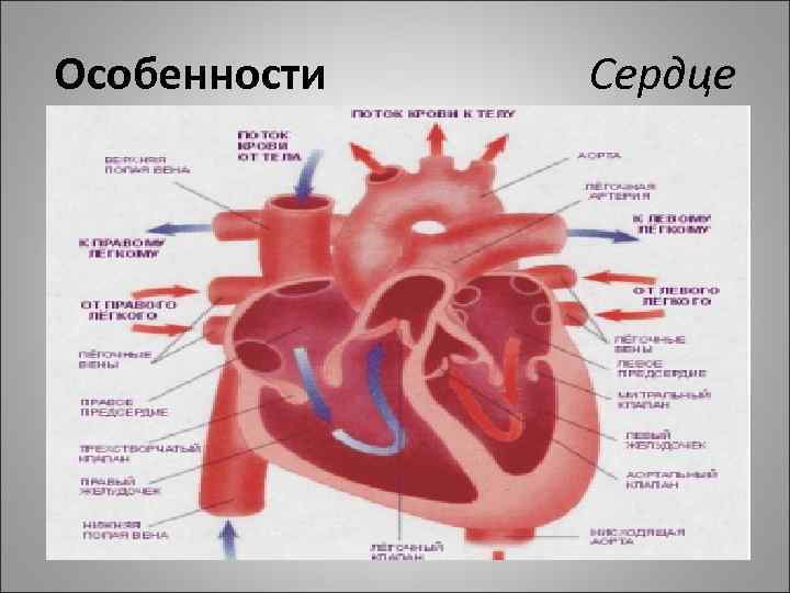 Особенности Сердце 