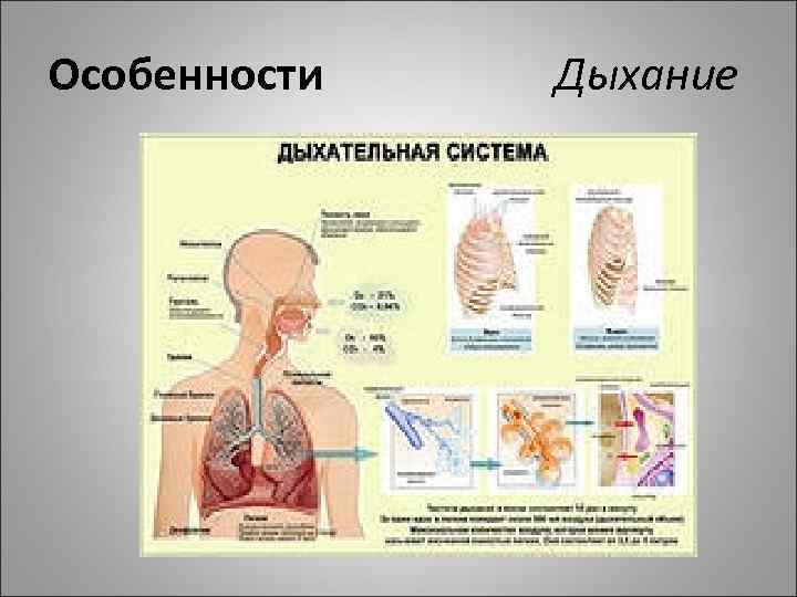 Особенности Дыхание 