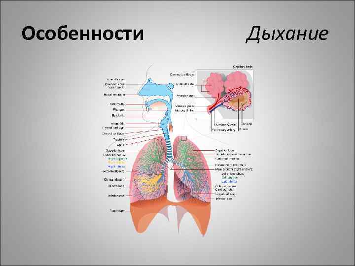 Особенности дыхательной системы