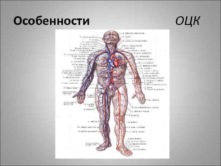 Особенности ОЦК 