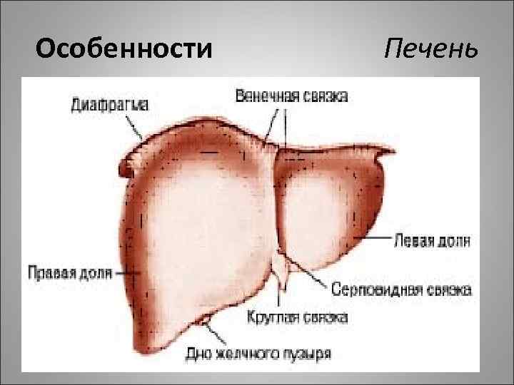 Особенности Печень 