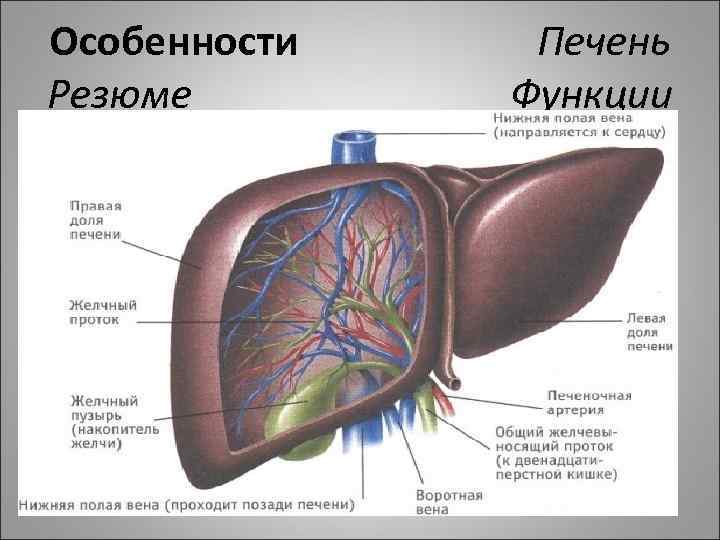 Особенности Печень Резюме Функции 