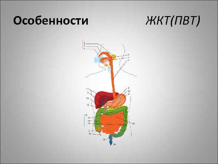 Особенности ЖКТ(ПВТ) 