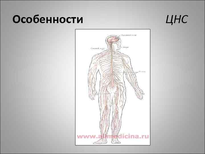 Особенности ЦНС 
