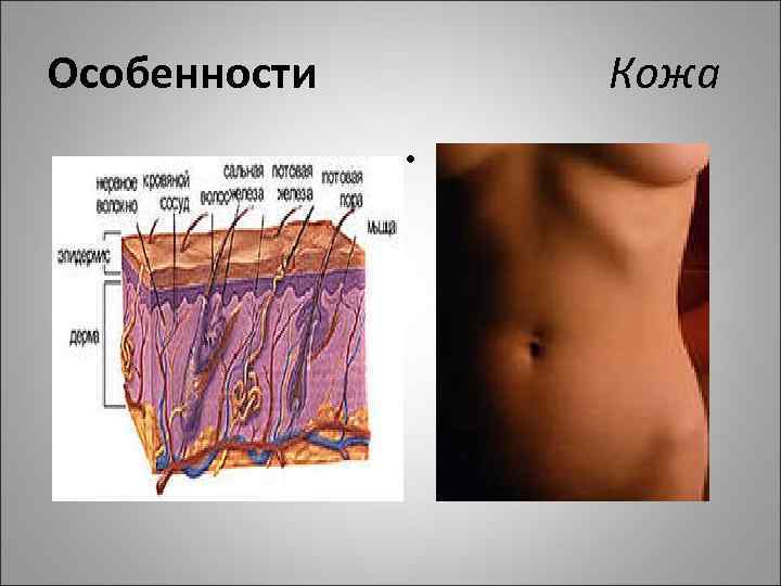 Особенности Кожа • 
