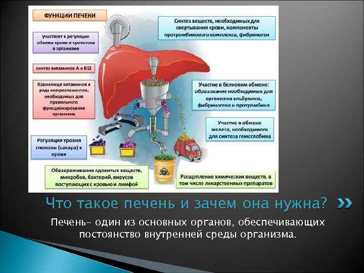Что такое печень и зачем она нужна? Печень- один из основных органов, обеспечивающих постоянство
