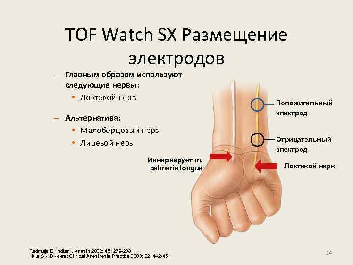 TOF Watch SX Размещение электродов – Главным образом используют следующие нервы: • Локтевой нерв