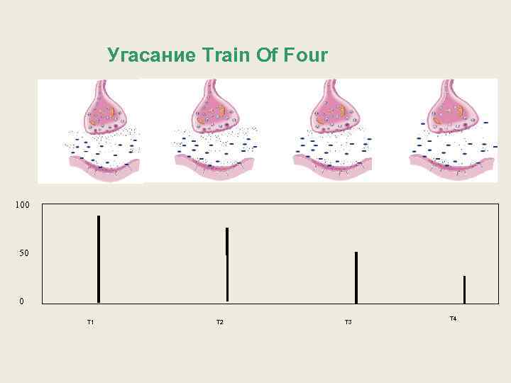 Угасание Train Of Four 100 50 0 T 1 T 2 T 3 T