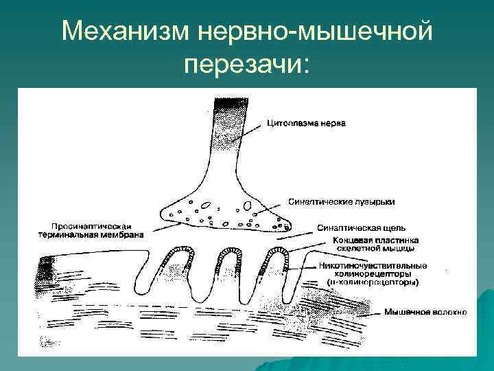 Механизм нервно-мышечной перезачи: 