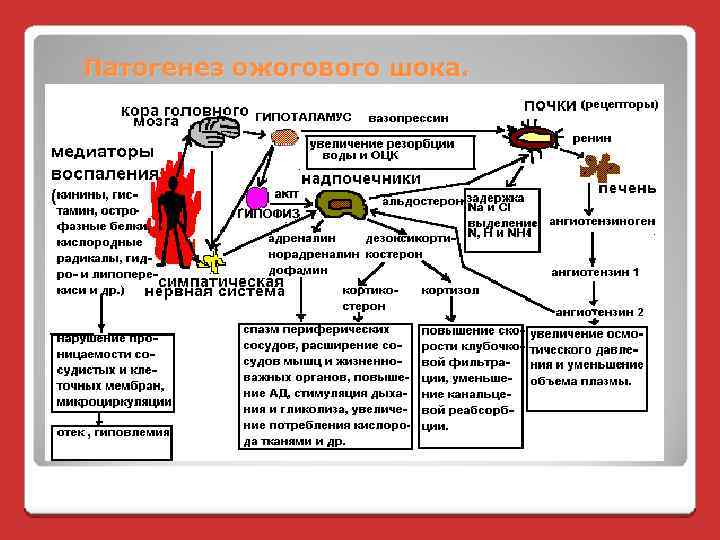 Патогенез ожогового шока. 