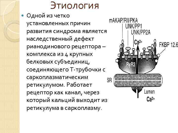 Этиология Одной из четко установленных причин развития синдрома является наследственный дефект рианодинового рецептора –