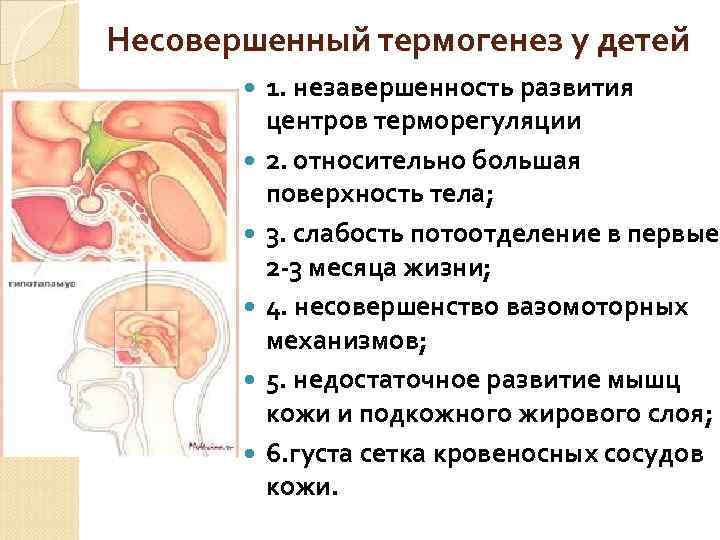Несовершенный термогенез у детей 1. незавершенность развития центров терморегуляции 2. относительно большая поверхность тела;