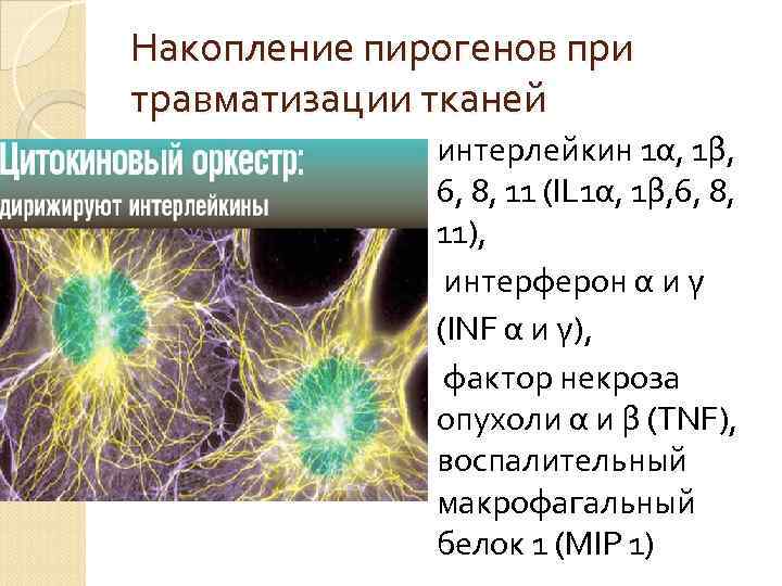 Накопление пирогенов при травматизации тканей интерлейкин 1α, 1β, 6, 8, 11 (IL 1α, 1β,