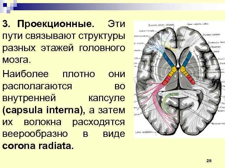 Белое вещество конечного мозга