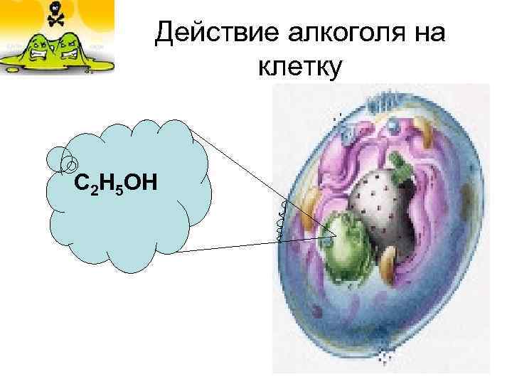 Действие алкоголя на клетку С 2 Н 5 ОН 