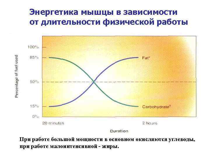 Энергетика мышцы в зависимости от длительности физической работы При работе большой мощности в основном