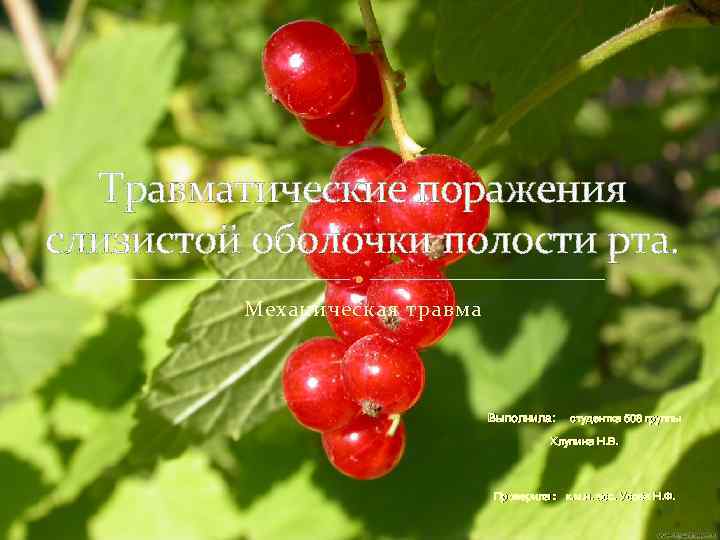 Травматические поражения слизистой оболочки полости рта. Механическая травма Выполнила: студентка 508 группы Хлупина Н.