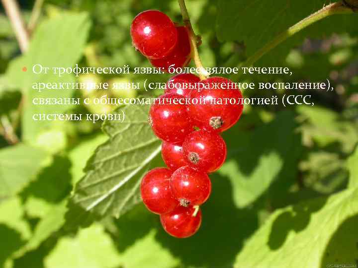  От трофической язвы: более вялое течение, ареактивные язвы (слабовыраженное воспаление), связаны с общесоматической