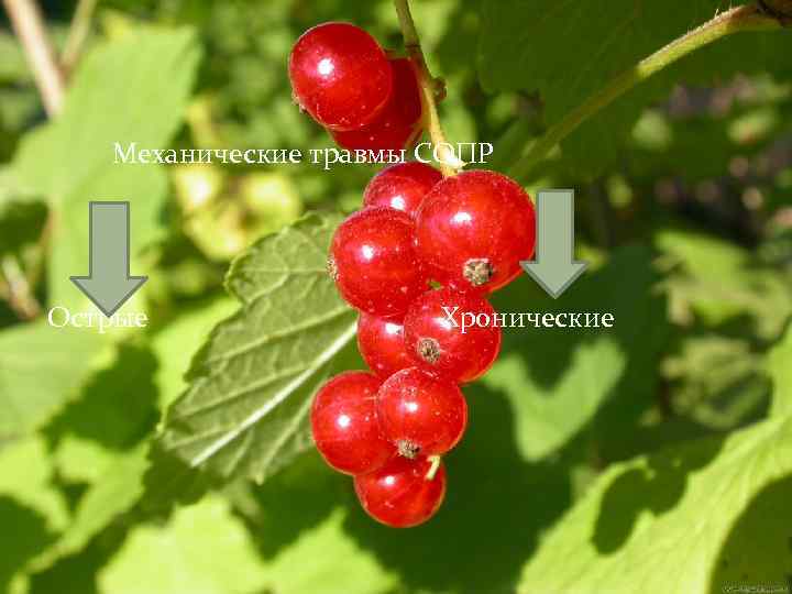 Механические травмы СОПР Острые Хронические 