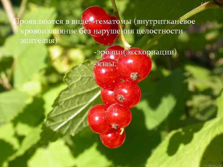 Проявляются в виде: -гематомы (внутритканевое кровоизлияние без нарушения целостности эпителия) -эрозии(экскориации) -язвы. 