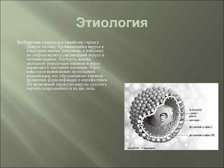 Этиология Возбудитель относится к семейству герпеса (Herpes viridae). Проникновение вируса в некоторые клетки (например,