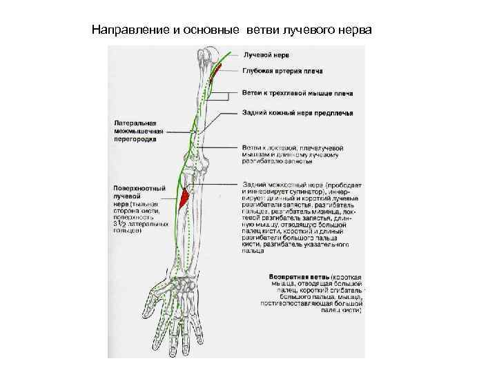 Направление и основные ветви лучевого нерва 