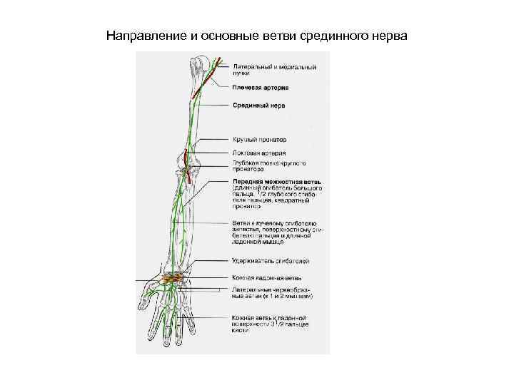 Направление и основные ветви срединного нерва 