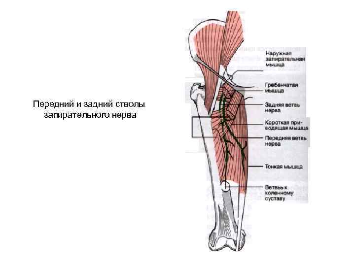 Передний и задний стволы запирательного нерва 
