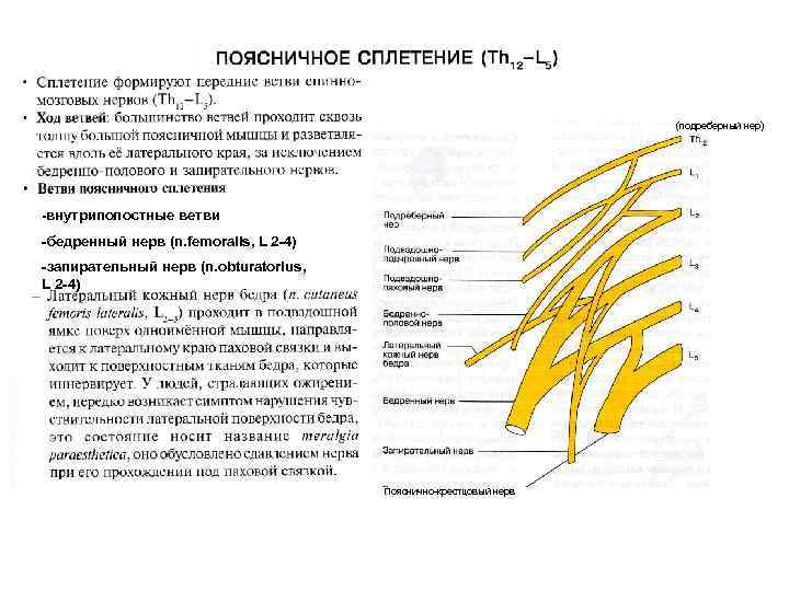 (подреберный нер) -внутриполостные ветви -бедренный нерв (n. femoralis, L 2 -4) -запирательный нерв (n.