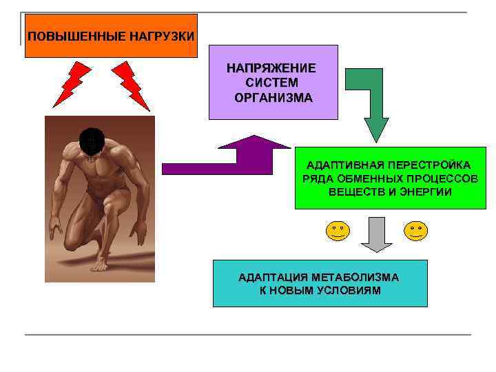 ПОВЫШЕННЫЕ НАГРУЗКИ НАПРЯЖЕНИЕ СИСТЕМ ОРГАНИЗМА АДАПТИВНАЯ ПЕРЕСТРОЙКА РЯДА ОБМЕННЫХ ПРОЦЕССОВ ВЕЩЕСТВ И ЭНЕРГИИ АДАПТАЦИЯ