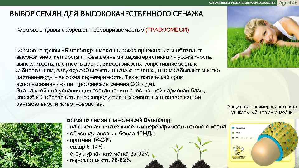 ВЫБОР СЕМЯН ДЛЯ ВЫСОКОКАЧЕСТВЕННОГО СЕНАЖА Кормовые травы с хорошей перевариваемостью (ТРАВОСМЕСИ) Кормовые травы «Barenbrug»